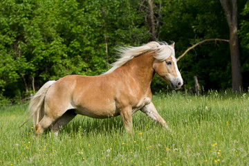 Obraz na płótnie Canvas Haflinger Horse