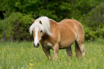Haflinger Horse
