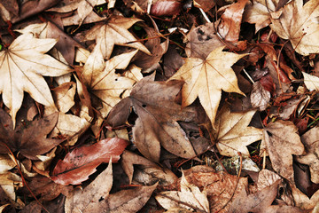 Fallen leaf texture