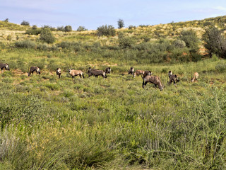 Herd Gemsbok, Oryx gazella gazela, Kalahari South Africa