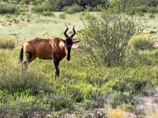 Red Hartebeest, Alcelaphus buselaphus caama, Kalahari South Africa