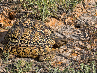 Leopard tortoise, Stigmochelys pardalis, Kalahari South Africa