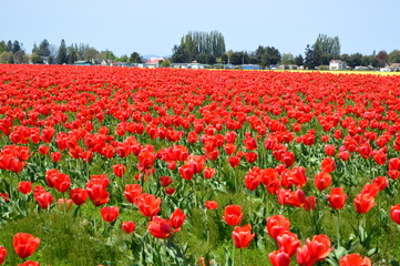 Fototapeta na wymiar Skagit Valley Red and Yellow Tulips