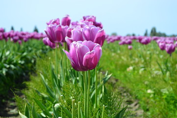 Purple Tulips Bloom