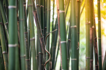 green snake is on the bamboo.