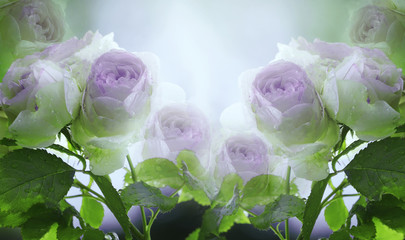 Floral summer  white-violet-blue  beautiful background. A tender bouquet of roses with green leaves on the stem after the rain with drops of water. Flower composition. Greeting card. Nature.