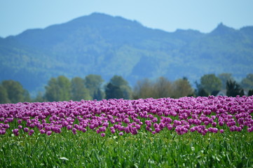 Tulip Colors in Skagit Valley Field