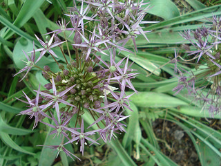 Decorative Allium bow