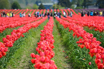 Red Tulips in Skagit Valley Tulip Field