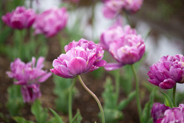 Obraz premium Close-up of colorful pick tulip in the flower field.