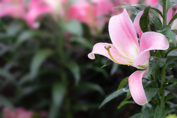 Fototapeta premium Beautiful pink lilies in the garden