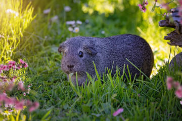 Glatthaar Meerschweinchen auf der Wiese