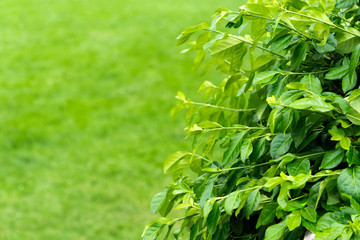 Green bush against grass