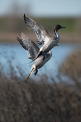 Northern Pintail duck drake taking flight