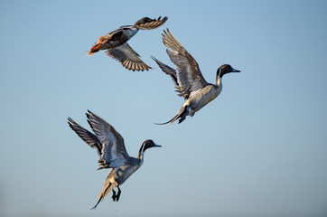 Northern Pintail duck drake taking flight