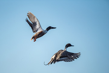 Northern Pintail duck drake taking flight