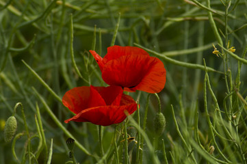 Fototapeta premium Mohn