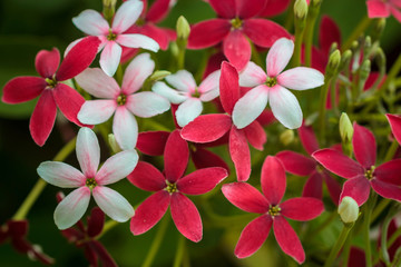 Quisqualis indica also known as the Chinese honeysuckle, Rangoon Creeper, and Combretum indicum