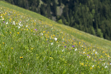 Blumenwiese mit wilden Narzissen