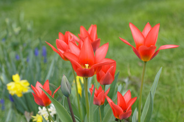 Closeup of red Tulip flower on the island Oeland in Sweden