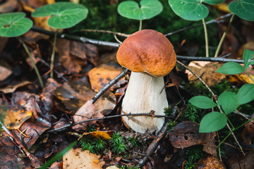 porcini autumn in the forest. Mushroom in foliage close up