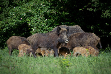 Wild boar family