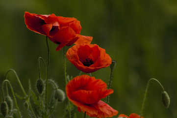 Naklejka premium Mohn