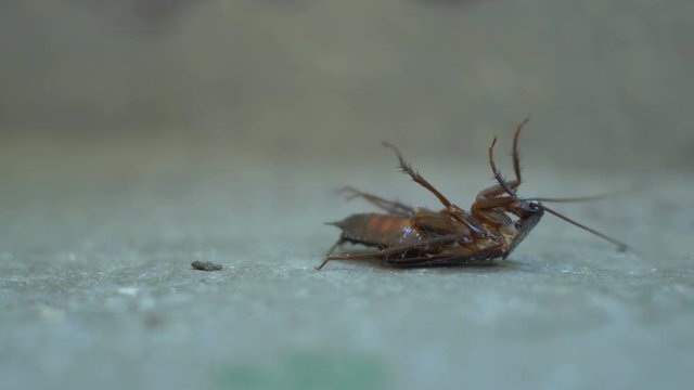 Toxic sprayed big cockroach is dying on the floor.