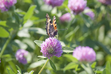 The butterfly collects nectar from the clover in the meadow. Flowers and grass sway in the warm summer wind.