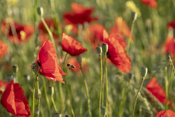 Naklejka premium Mak kukurydziany - Papaver rhoeas