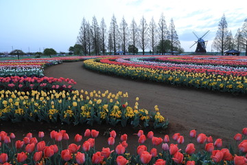 Fototapeta premium 公園 チューリップ