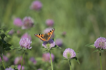 The butterfly collects nectar from the clover in the meadow. Flowers and grass sway in the warm summer wind.