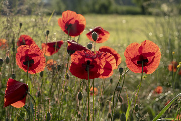 Obraz premium Klatschmohn - Papaver rhoeas