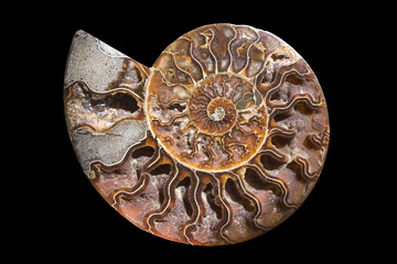 A fossilized gemstone ammolite cross-section displays texture. Nautilus fossil.