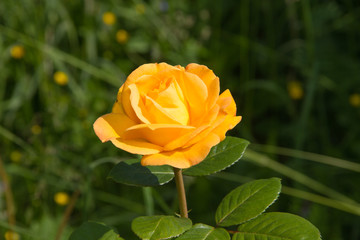 beautiful yellow rose