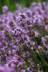 Wild Thymus serpyllum. Medicinal herb.Pink flowers of thyme grow in the field.