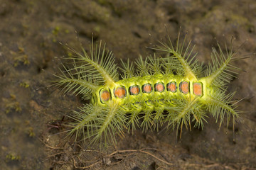 Nettle Caterpillar, Manu,Tripura, India