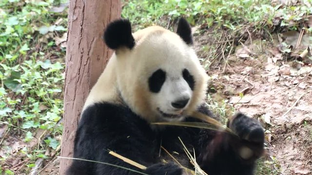 Closed-up Panda is Eating Bamboo Shoot, China