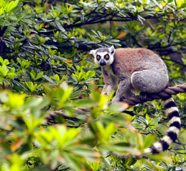 Ring-tailed Lemur