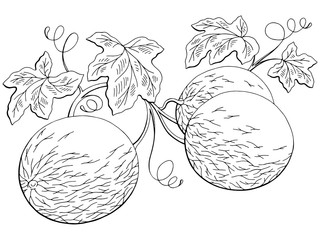 Melon graphic plant black white isolated sketch illustration vector