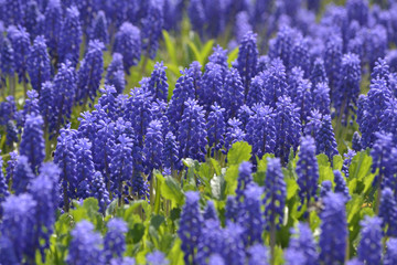 Obraz premium background many of purple flowers with green grass