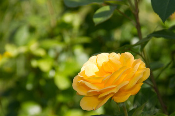 beautiful yellow rose