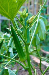 Big okra