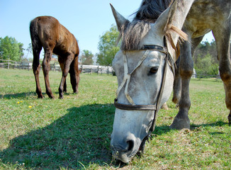 Naklejka na ściany i meble muzzle of a horse eating grass stables summer