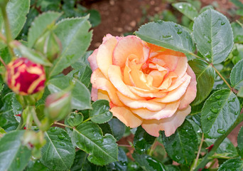 beautiful rose flower with water drops