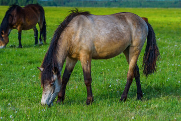 Obraz na płótnie Canvas one horse grazing on the field