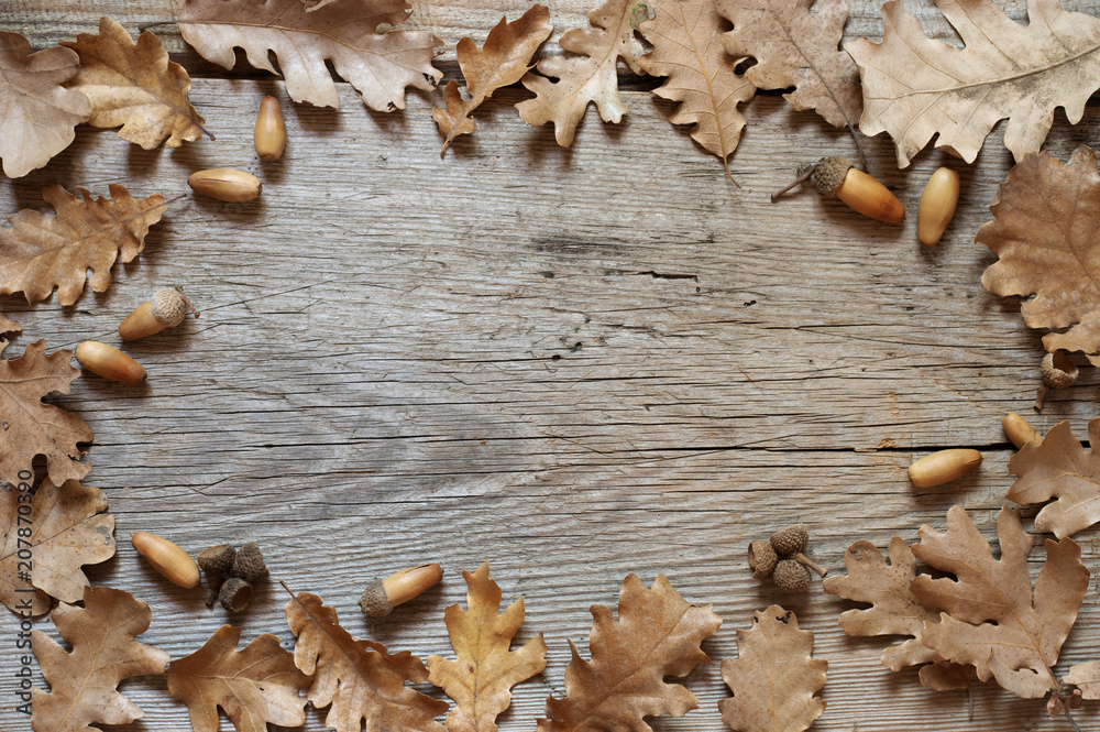 Poster Autumn oak leaves on old wood background