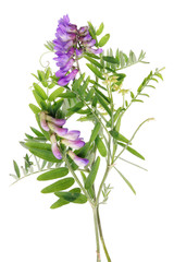 Field uncultivated  like a liana plant with blue flowers