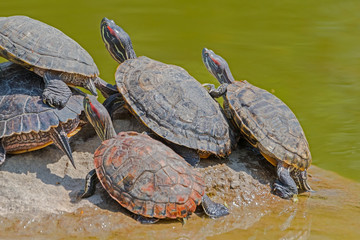 tortoises on a stone