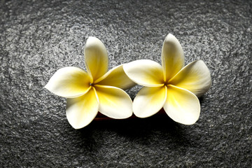 Fototapeta na wymiar Frangipani flowers yellow on black granite background (plate)